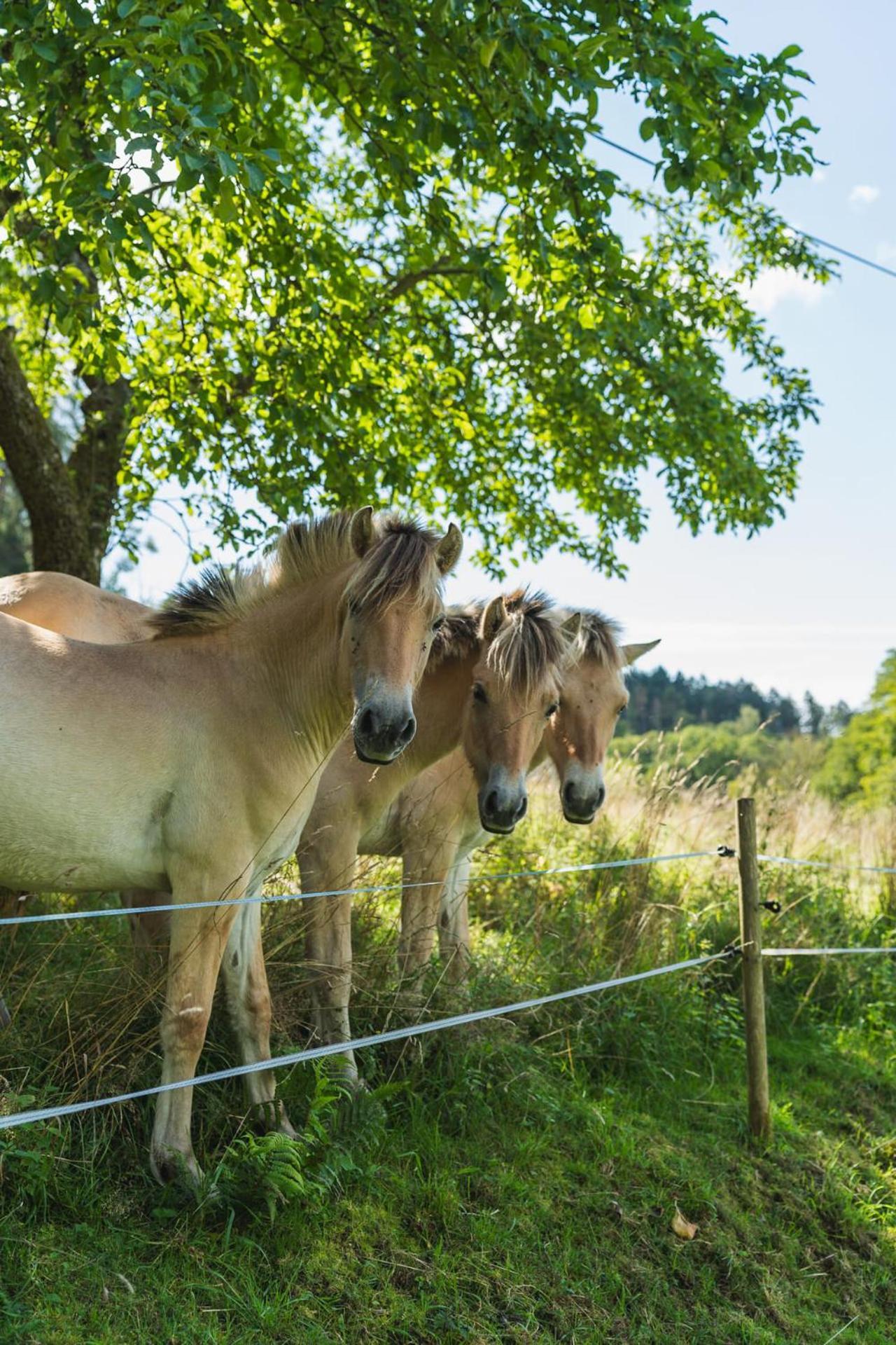 Gruenewaldhof In Rimbach Im Odenwald Lägenhet Exteriör bild